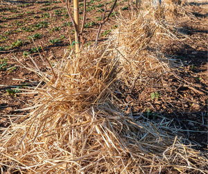 Winterizing Your Veganic Garden: Preparing for Frost and Snow