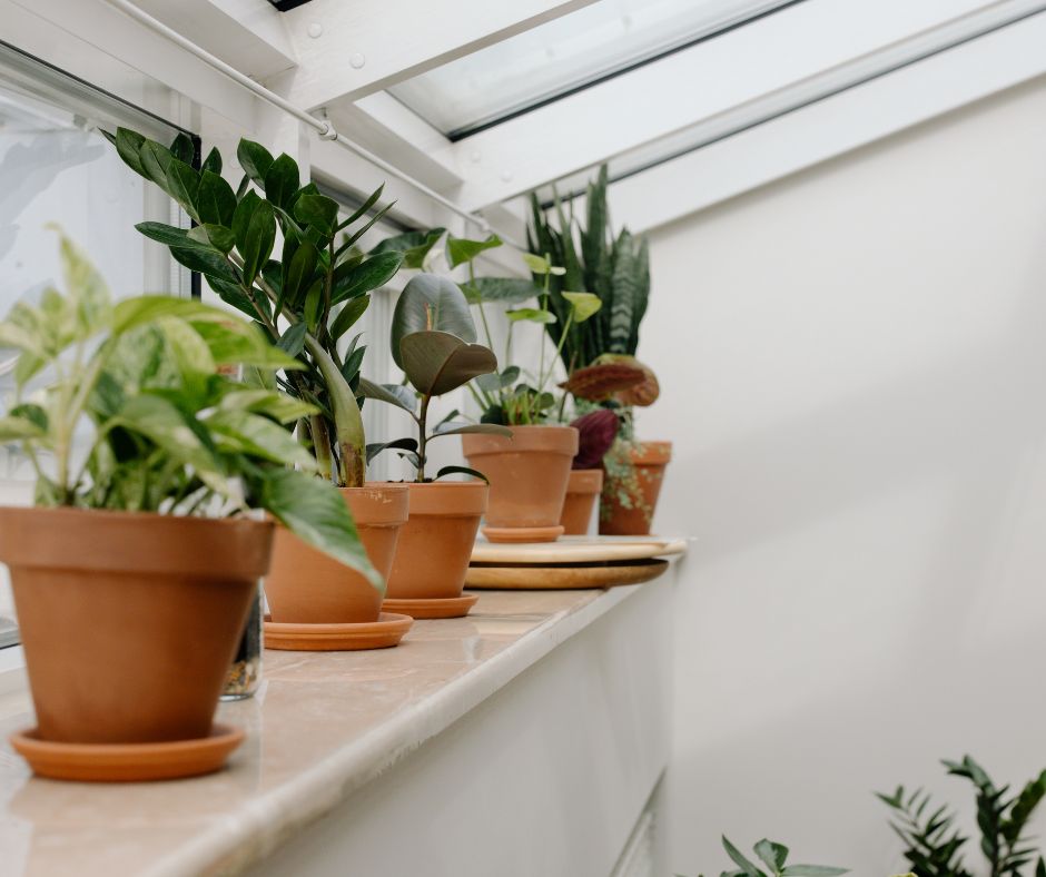 Indoor Plant Care During Winter: Humidity, Light, and Feeding Tips