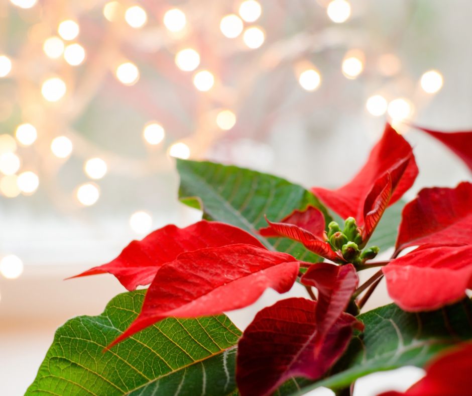 How to Care for Your Holiday Plants: Poinsettias, Amaryllis, and More