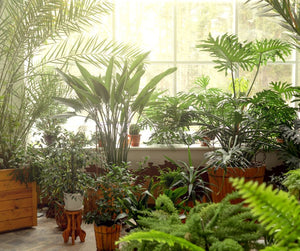 The Benefits of Veganic Care for Your Houseplants: Why Go Plant-Based Indoors?