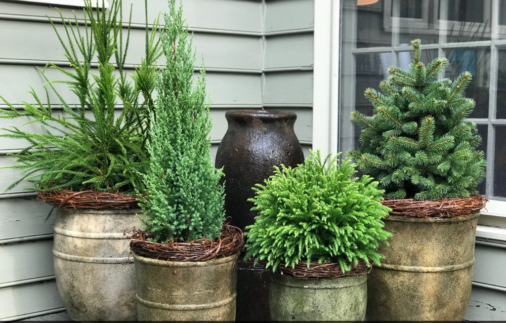 Creating Winter Containers with Evergreen Plants and Veganic Fertilizers