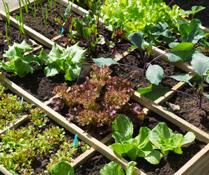 5 Veganic Gardening Mistakes to Avoid: Common Pitfalls and How to Fix Them