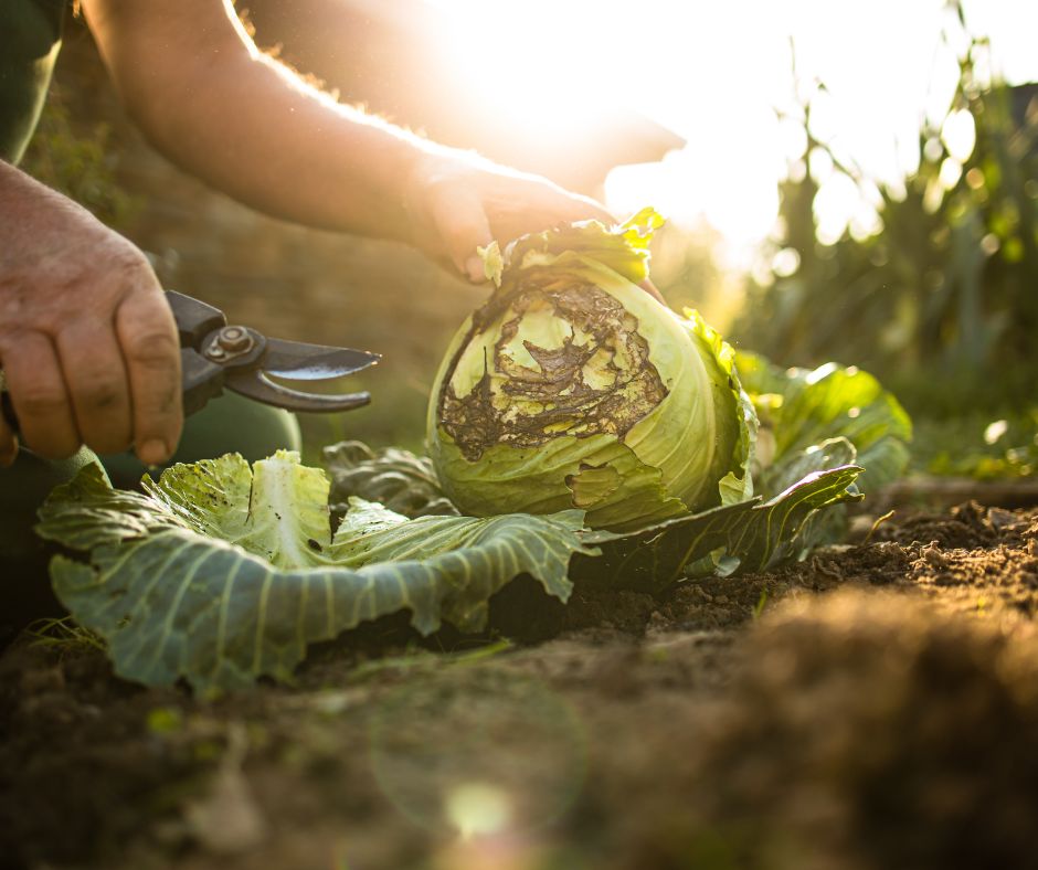 October Garden Checklist: Essential Veganic Tasks for Fall