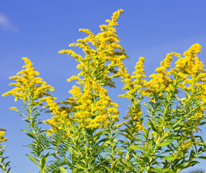 Goldenrod: A Native Plant with Medicinal Purposes and Soil Benefits