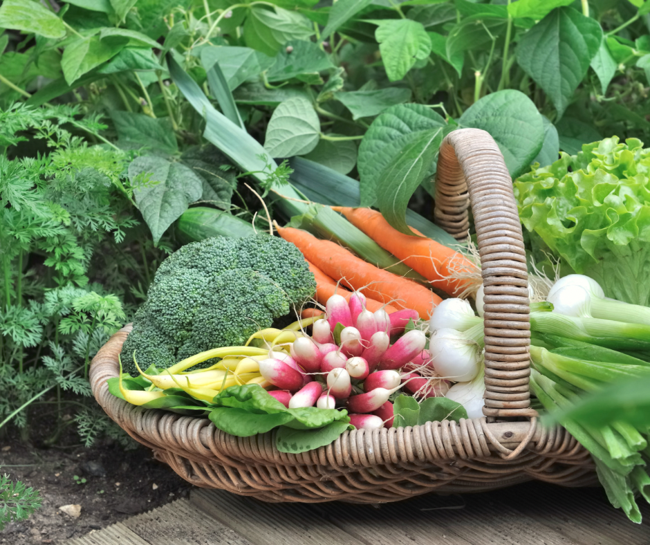 The Best Fall Vegetables to Plant in September: A Veganic Gardener’s Guide