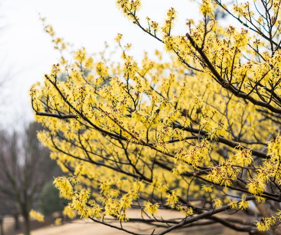 The Wonders of Witch Hazel: A Must-Have Plant for Eco-Friendly Gardeners