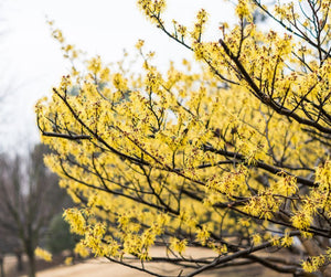 The Wonders of Witch Hazel: A Must-Have Plant for Eco-Friendly Gardeners